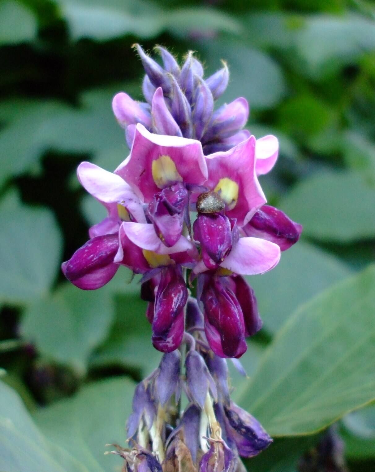 Image of pueraria montana